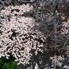 Sambucus nig. Plant - Black Lace