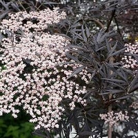 Sambucus nig. Plant - Black Lace