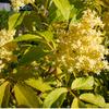 Sambucus nigra 