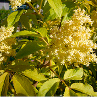 Sambucus nigra 