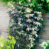 Sambucus nigra Plant - Black Tower