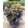 Sambucus nigra Plant - Black Tower®