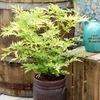 Sambucus nigra Plant - Golden Tower®