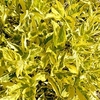 Sambucus nigra Plant - Madonna