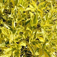 Sambucus nigra Plant - Madonna