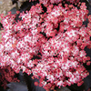 Sambucus nigra Plant -Thundercloud