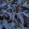 Sambucus Plant - nigra Black Beauty