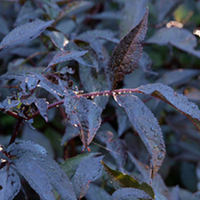 Sambucus Plant - nigra Black Beauty