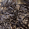 Sambucus Plant - nigra Black Lace