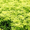 Sambucus roacemosa Plant - Sutherland Gold