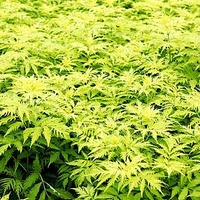 Sambucus roacemosa Plant - Sutherland Gold