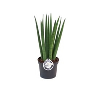 Sansevieria cyl. Straight (African Spear Plant)