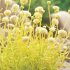 Santolina Plant - Lemon Fizz