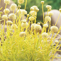 Santolina Plant - Lemon Fizz