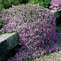 Saponaria Plant - Ocymoides
