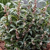 Sarcocca Plant - Winter Gem