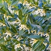 Sarcococca confusa Plant