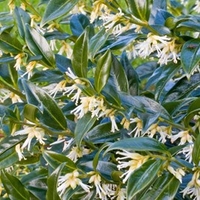 Sarcococca confusa Plant