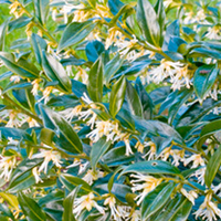 Sarcococca confusa Plant