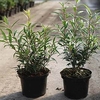 Sarcococca hookeriana humilis Plant