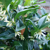 Sarcococca Plant - Confusa