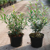 Sarcococca Plant - Winter Gem