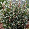 Sarcococca Plant - Winter Gem