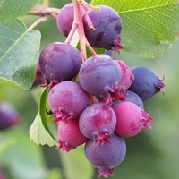 Saskatoon Berry (Amelanchier) Plant