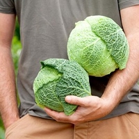 Savoy Cabbage Seeds - d