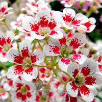 Saxifraga Plant - Southside Seedling