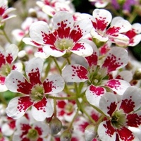 Saxifraga Plants - Southside Seedling