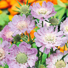 Scabiosa caucasica Plant - Perfecta Goldingnesis