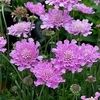 Scabiosa Flutter Deep Pink Plants