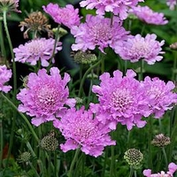 Scabiosa Flutter Deep Pink Plants