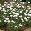 Scabiosa Flutter Pure White