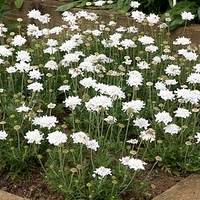 Scabiosa Flutter Pure White
