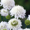 Scabiosa Plant - atropurpurea Snowmaiden