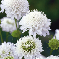 Scabiosa Plant - atropurpurea Snowmaiden