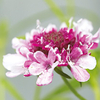 Scabiosa Plant - Burgundy Bonnets