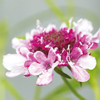 Scabiosa Plant - Burgundy Bonnets
