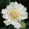 Scabiosa Plant - caucasica Perfecta Alba