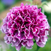 Scabiosa Plant - columbaria Barocca