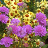 Scabiosa Plant - Generic Vivid Violet