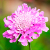 Scabiosa Plant - Kudo