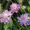 Scabiosa Plant - Misty Butterflies
