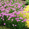 Scabiosa Plant - Vivid Violet