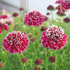 Scabiosa Plants - Barroca
