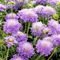 Scabiosa Plants - Blue Note