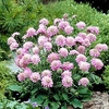 Scabiosa Plants - Pink Diamond