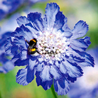 Scabious Plant - Fama Deep Blue